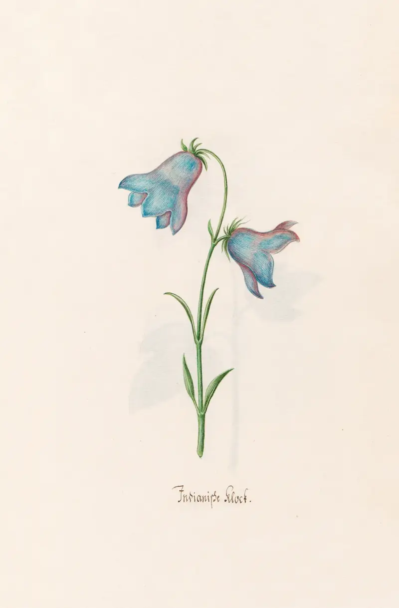 Indische Glocke von Magdelena Rosina Funck