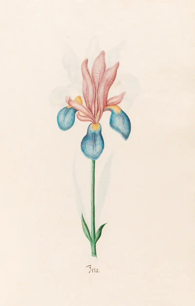 Iris, 1692 – Nr. 2 von Magdelena Rosina Funck