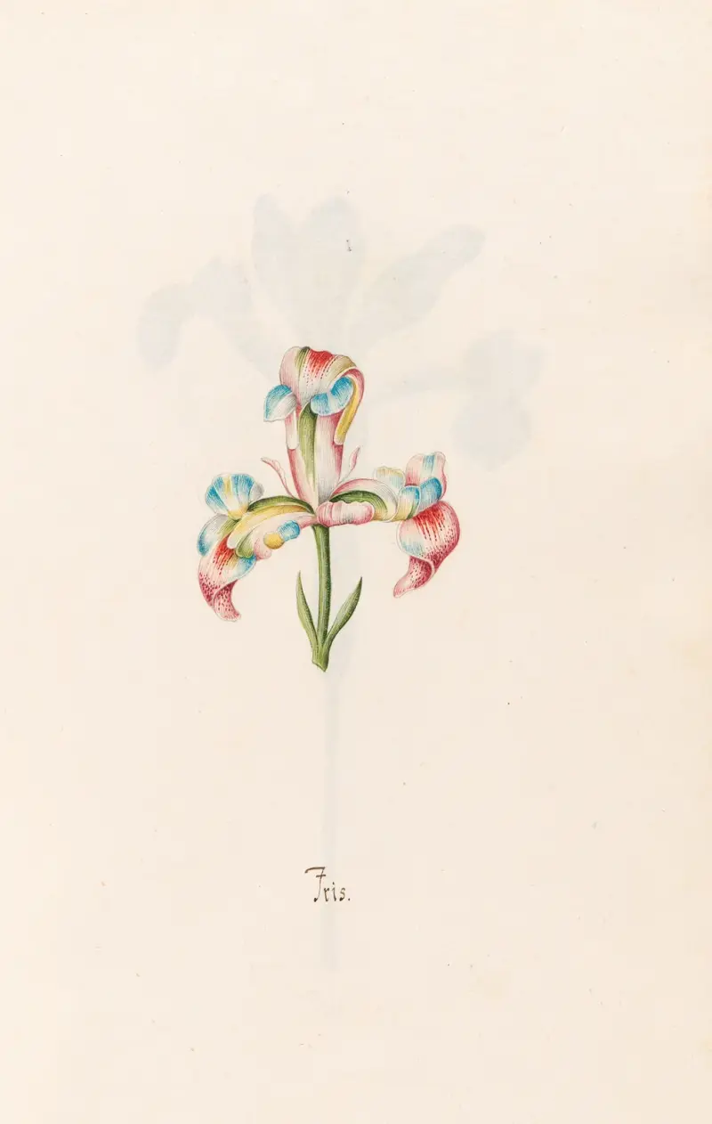 Iris, 1692 – Nr. 3 von Magdelena Rosina Funck