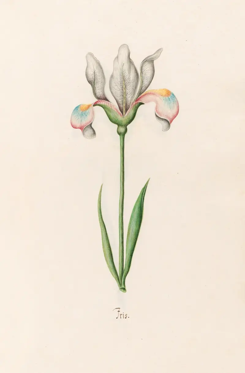Iris, 1692 – Nr. 5 von Magdelena Rosina Funck