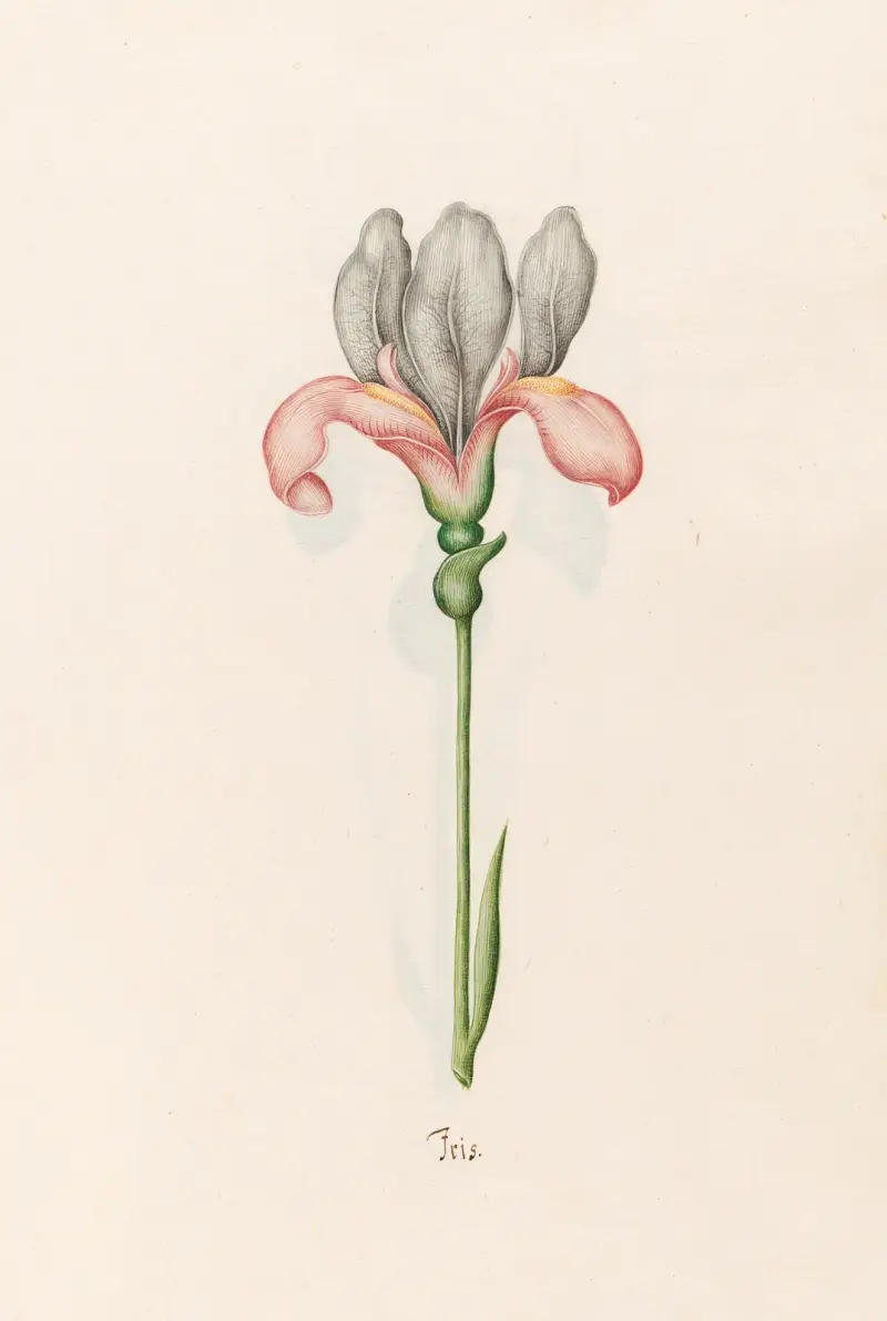 Iris, 1692 – Nr. 9 von Magdelena Rosina Funck