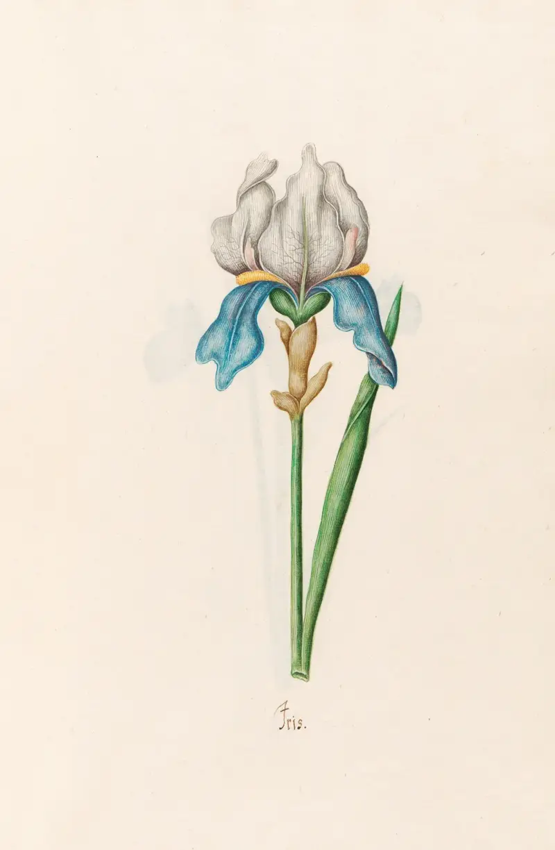 Iris, 1692 – Nr. 10 von Magdelena Rosina Funck