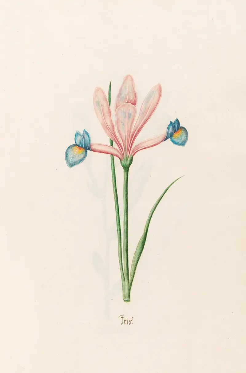 Iris av Magdelena Rosina Funck