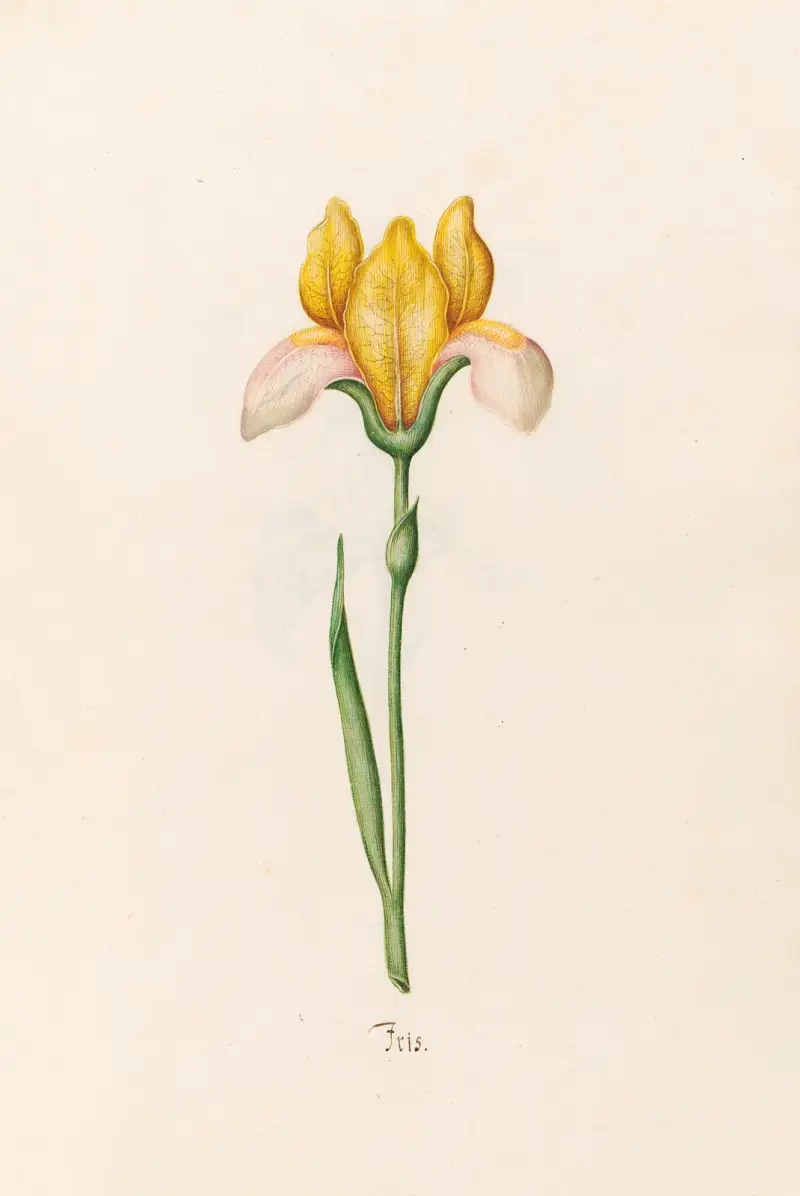 Iris, 1692 – Nr. 1 von Magdelena Rosina Funck