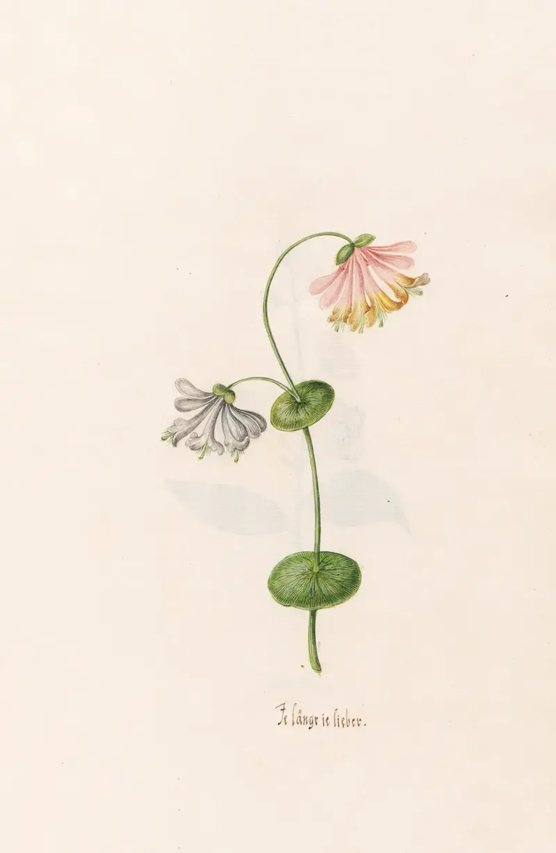 Je längrie lieber von Magdelena Rosina Funck