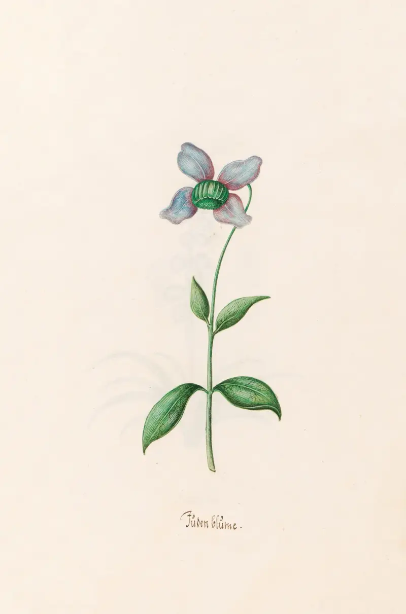 Jüden Blüme von Magdelena Rosina Funck
