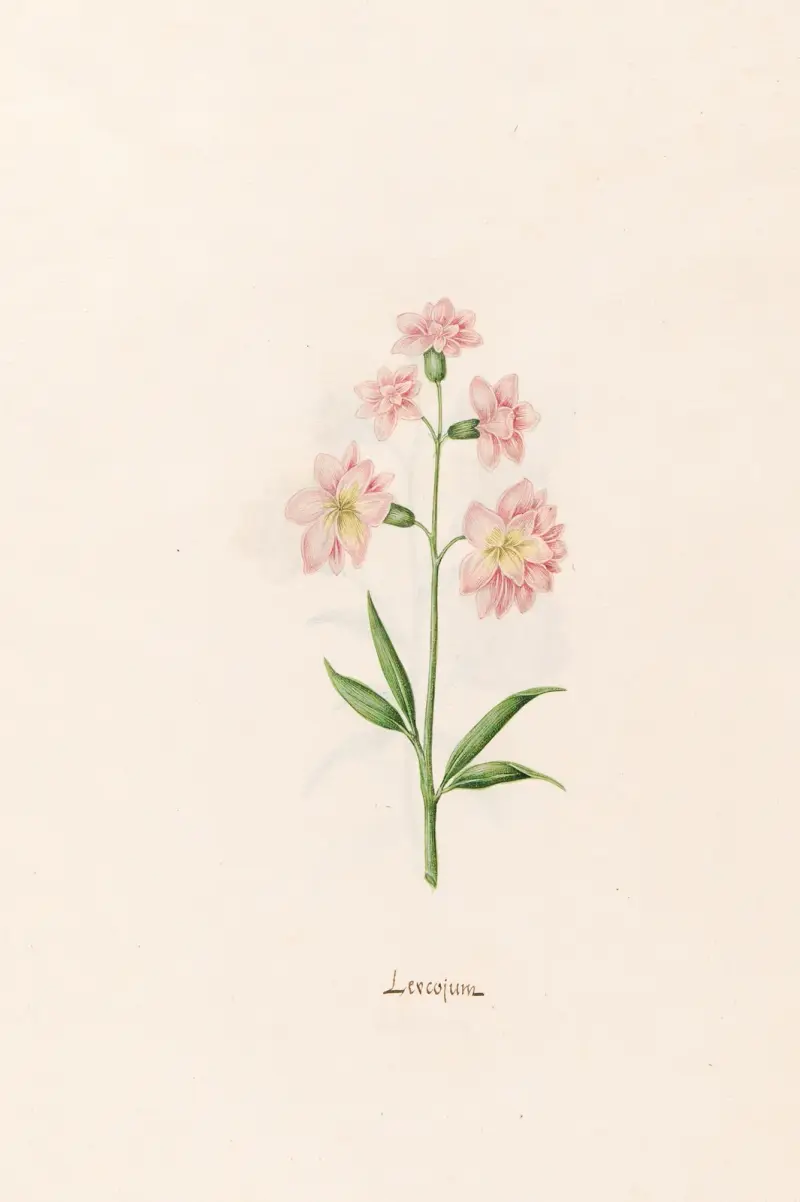 Leucojum, 1692 – Nr. 2 von Magdelena Rosina Funck