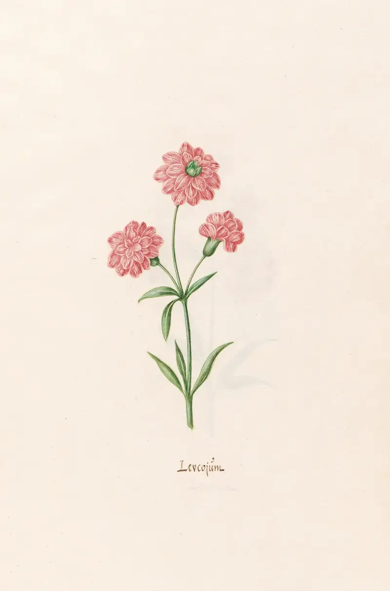 Leucojüm, Magdelena Rosina Funck