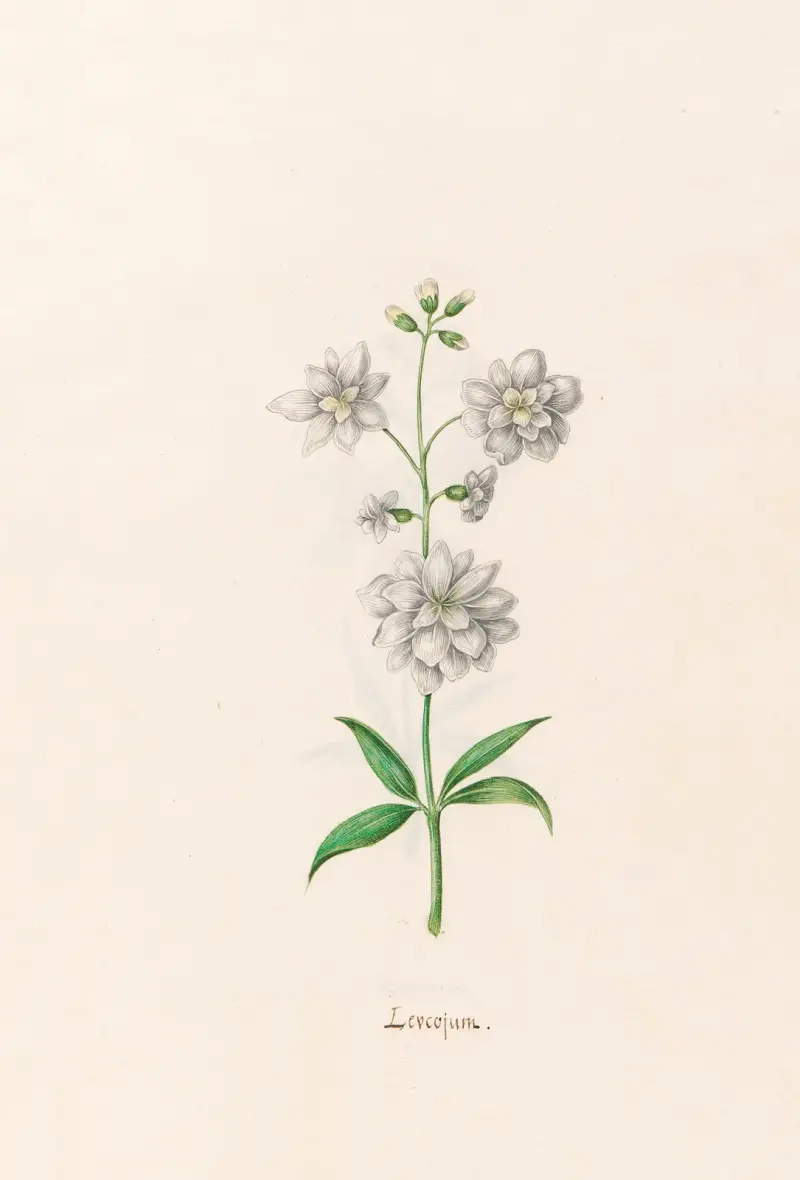 Leucojum, 1692 – č. 3, Magdelena Rosina Funck