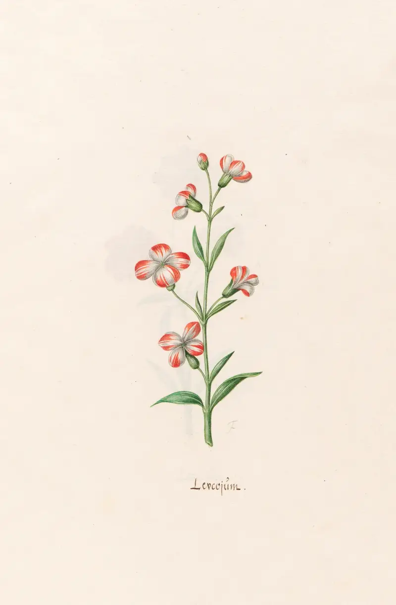 Leucojum, 1692 – Nr. 4 von Magdelena Rosina Funck