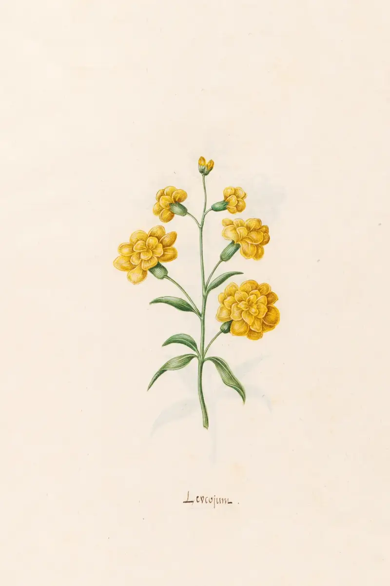 Märzenbecher von Magdelena Rosina Funck