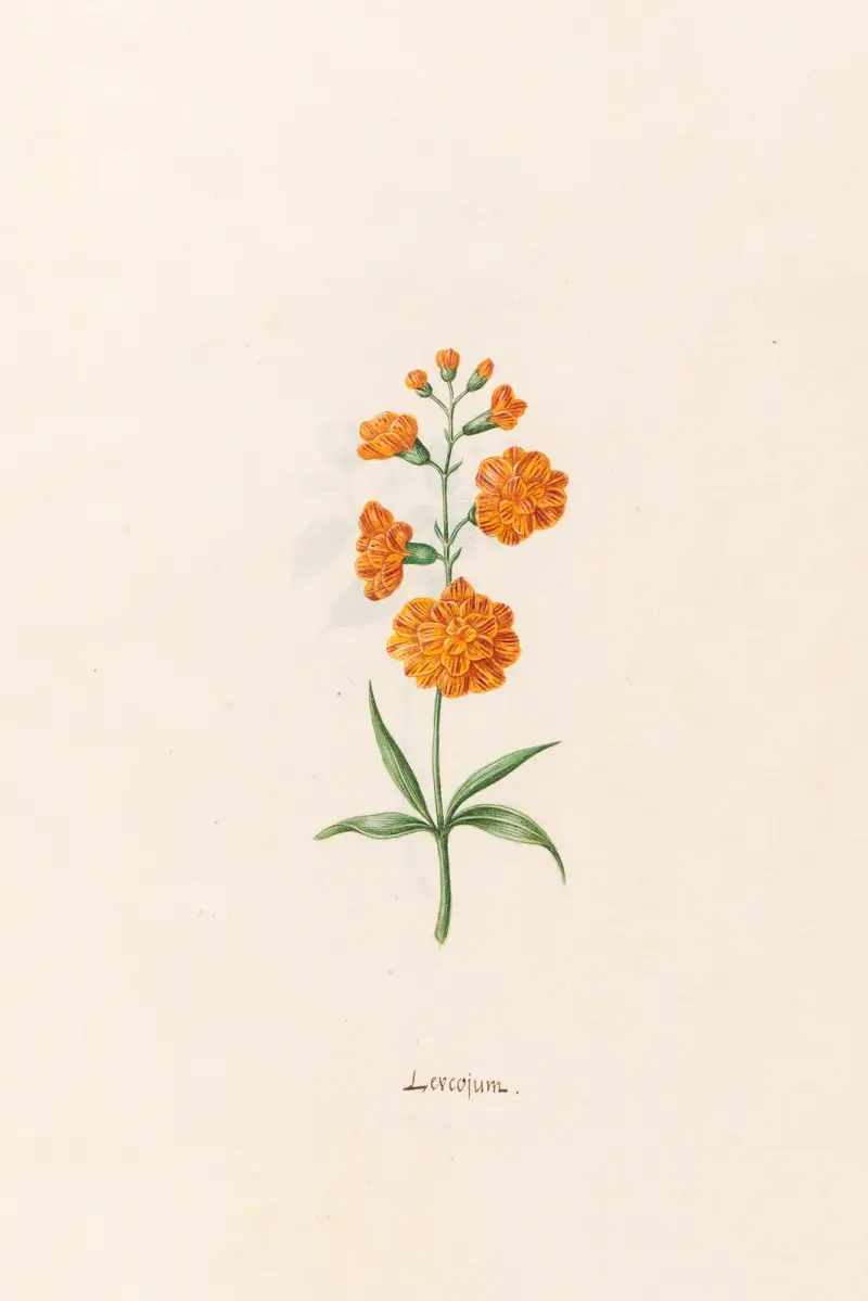 Leucojum, 1692 – Nr. 1 von Magdelena Rosina Funck