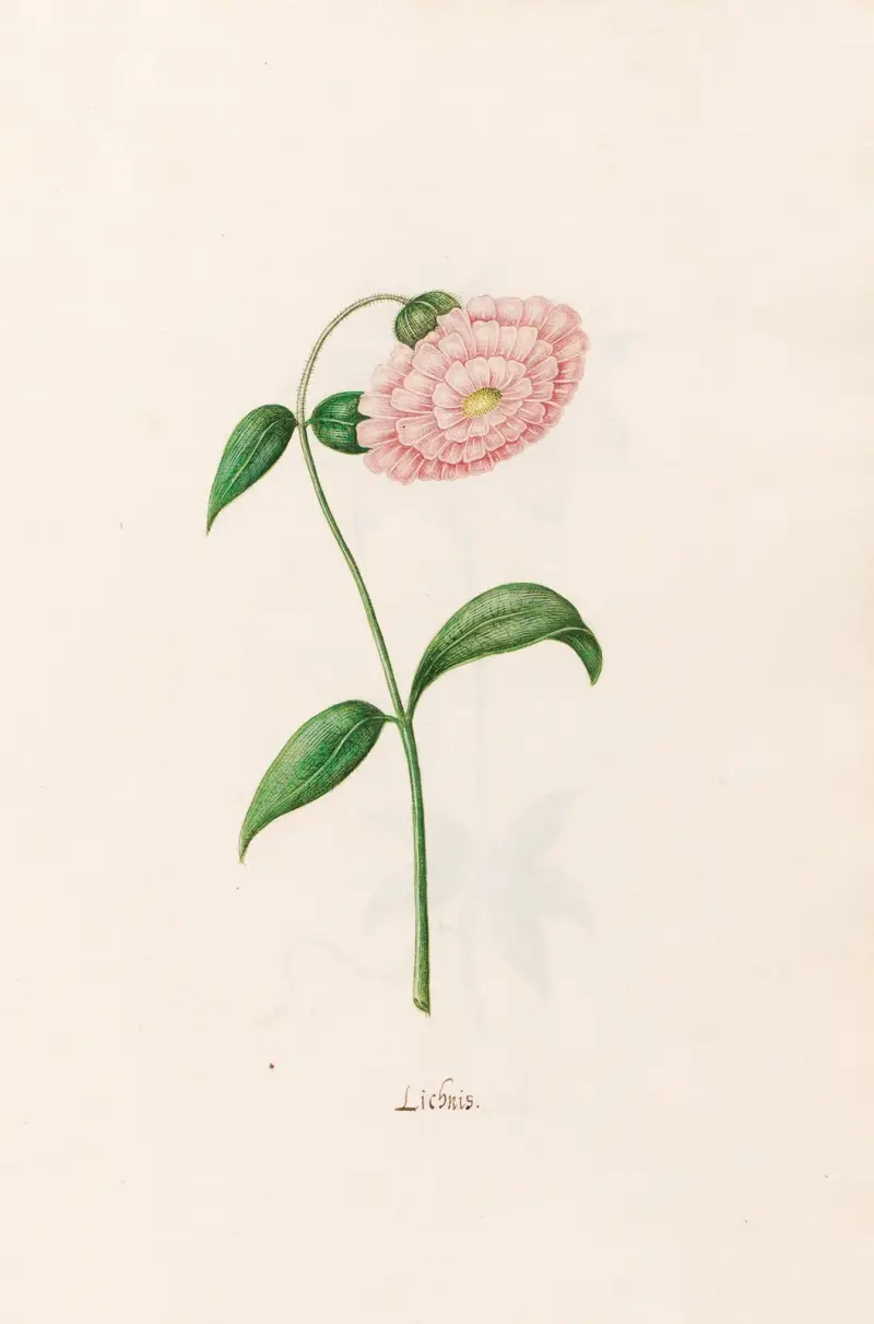Lichnis, 1692 – Nr. 1 von Magdelena Rosina Funck
