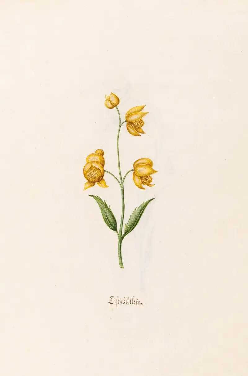 Lilen gütlein von Magdelena Rosina Funck