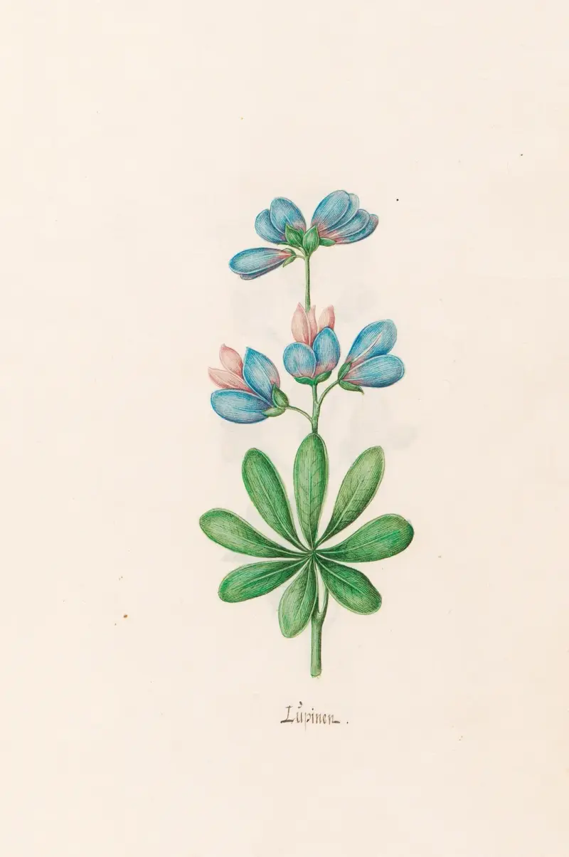 Lüpinen von Magdelena Rosina Funck