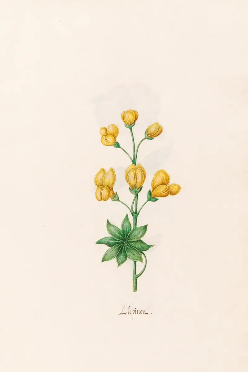 Lupine, 1692 – Nr. 2 von Magdelena Rosina Funck