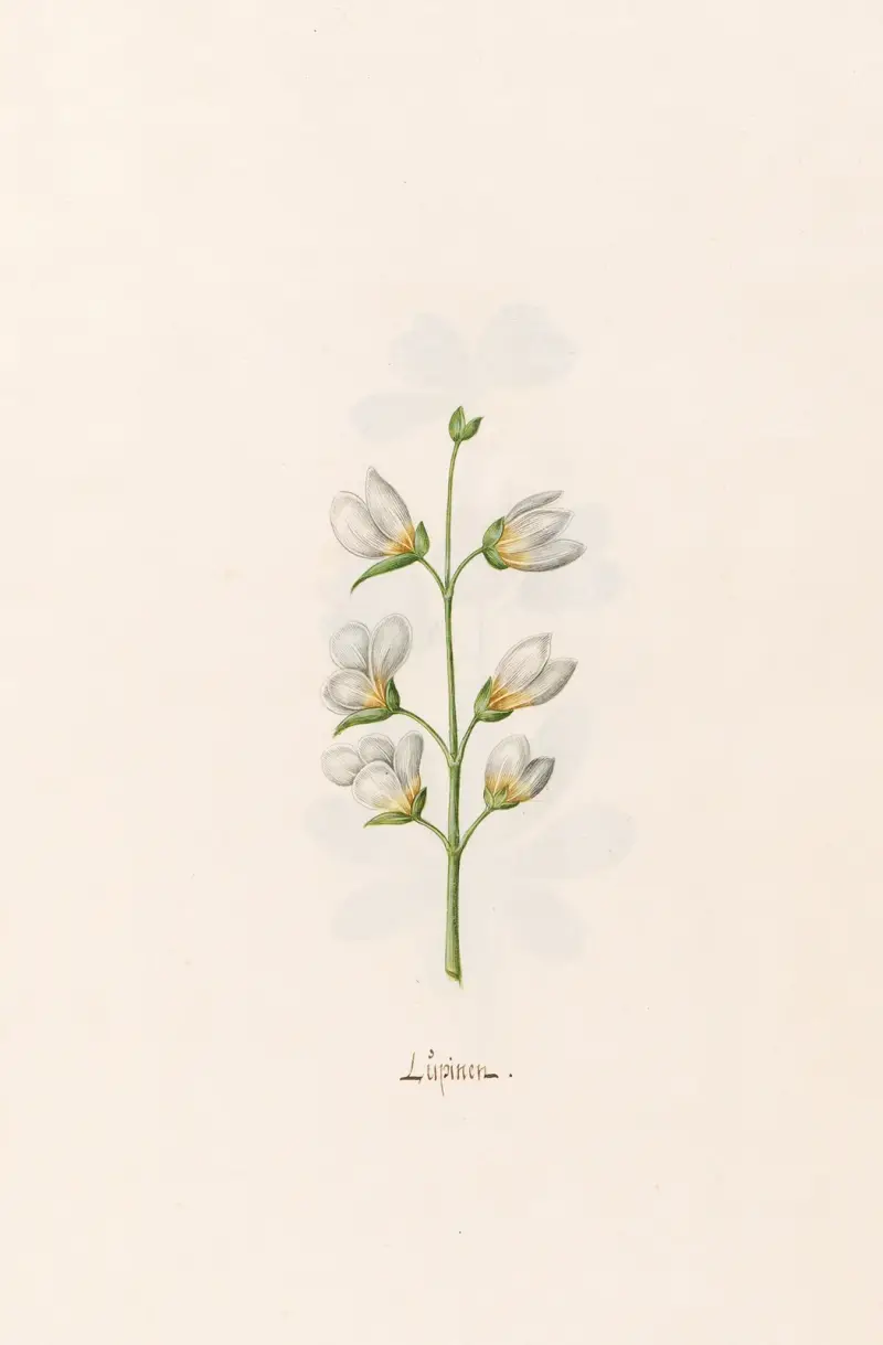 Lupine, 1692 – Nr. 1 von Magdelena Rosina Funck