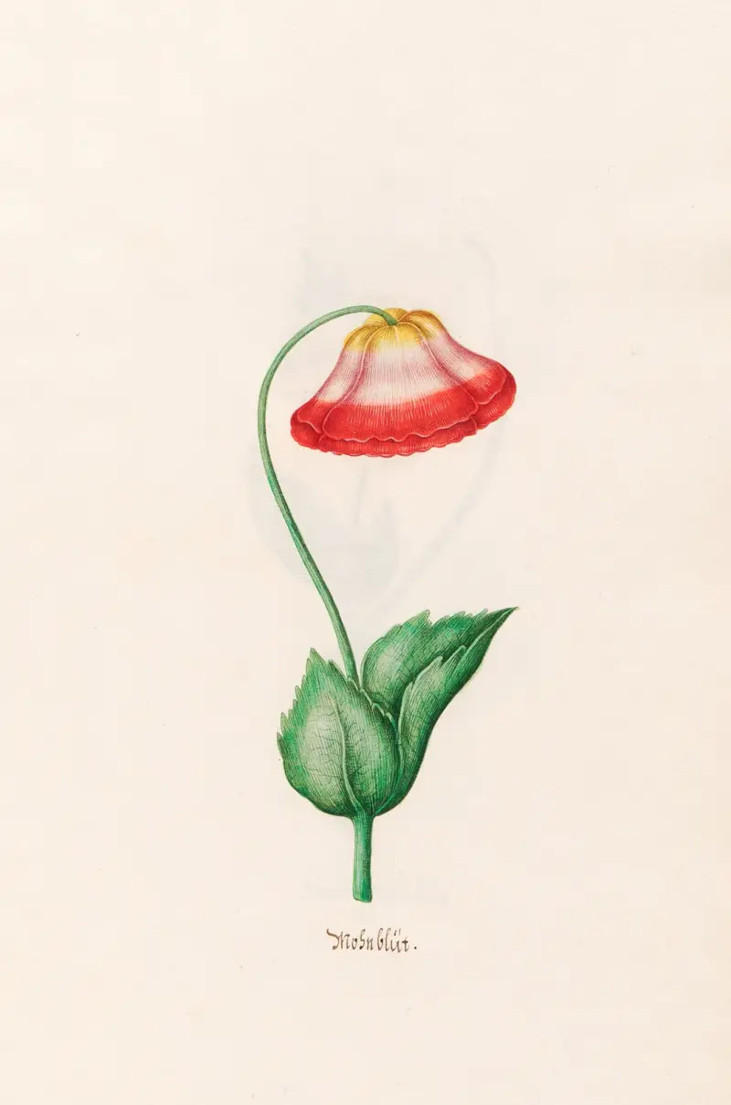 Mohnblüte, 1692 – Nr. 2 von Magdelena Rosina Funck
