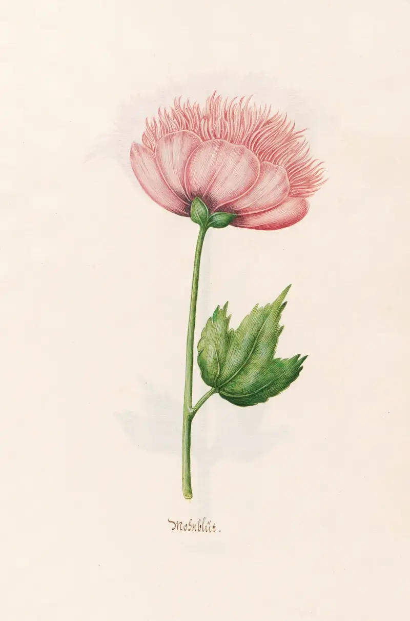 Mohnblüt von Magdelena Rosina Funck