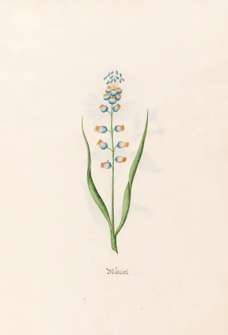 Müscari, Magdelena Rosina Funck