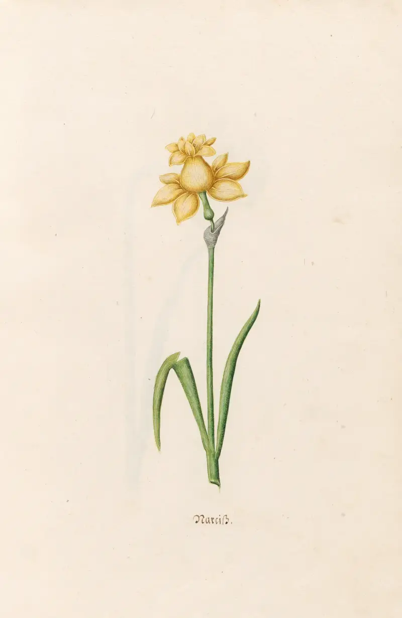 Narcis, Magdelena Rosina Funck