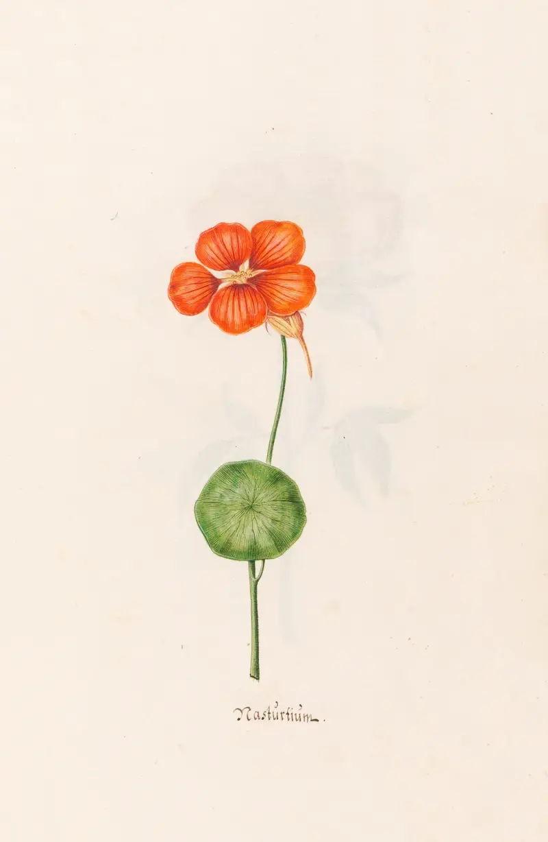 Nasturtium, 1692 – č. 2, Magdelena Rosina Funck