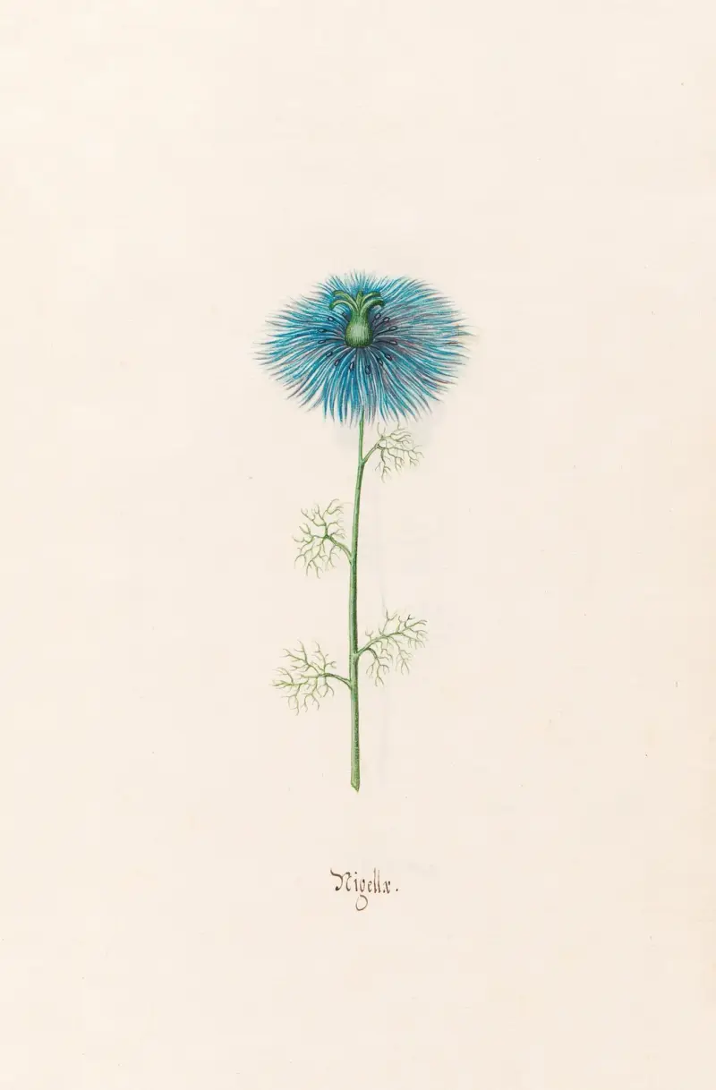Nigella (Nigella) von Magdelena Rosina Funck