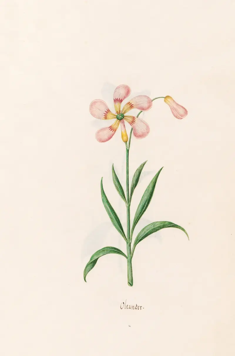Oleander von Magdelena Rosina Funck