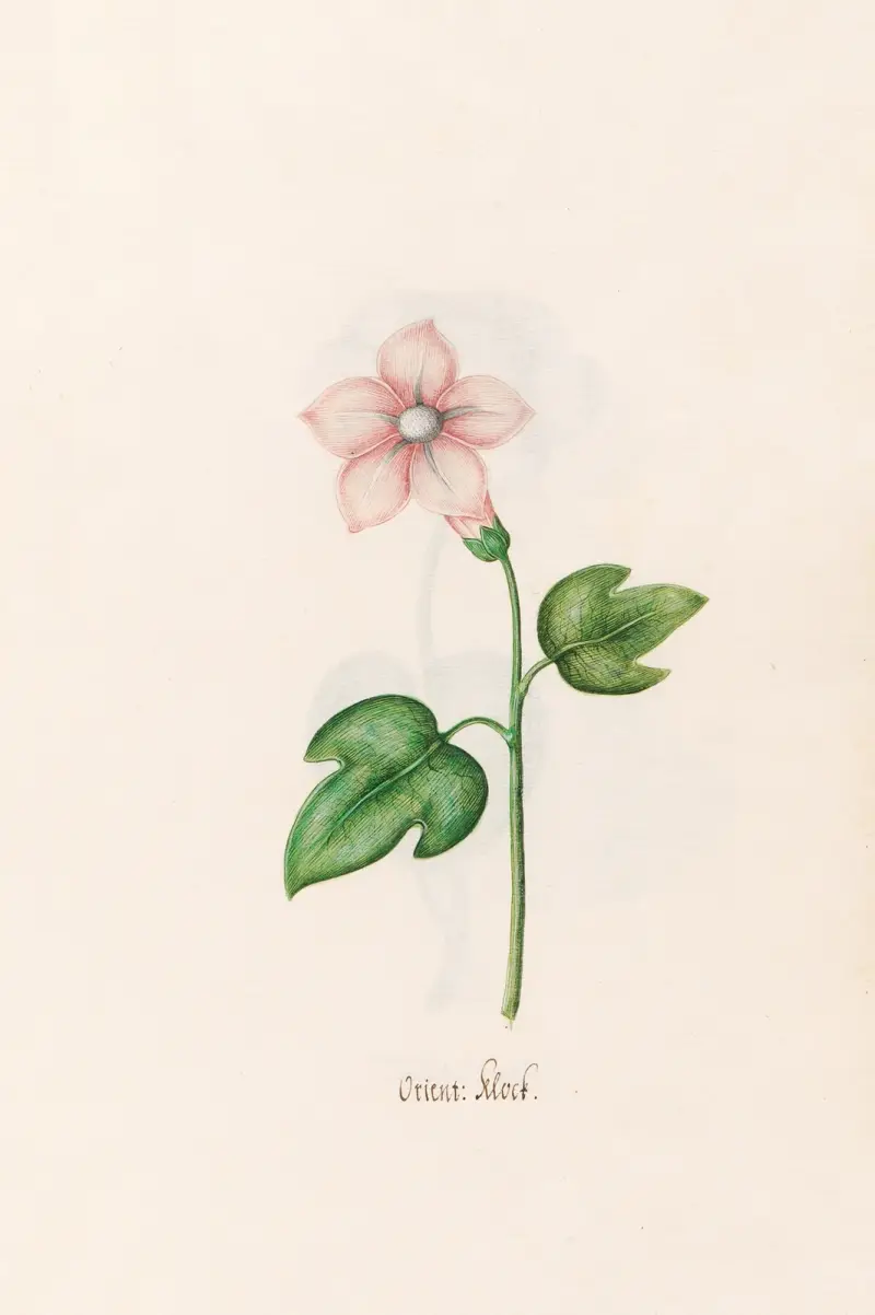 Morgenländische Glocke von Magdelena Rosina Funck