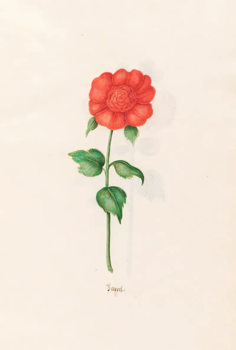 Pappel, 1692 – Nr. 1 von Magdelena Rosina Funck