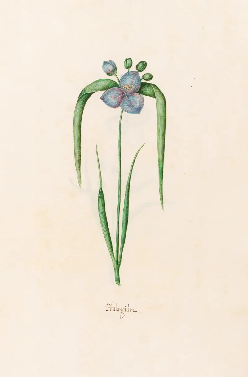 Phalangium, Magdelena Rosina Funck