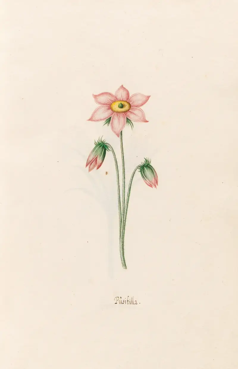 Püsifilla, Magdelena Rosina Funck