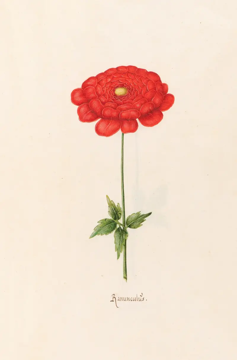 Jaskier, 1692 – nr 2, Magdelena Rosina Funck