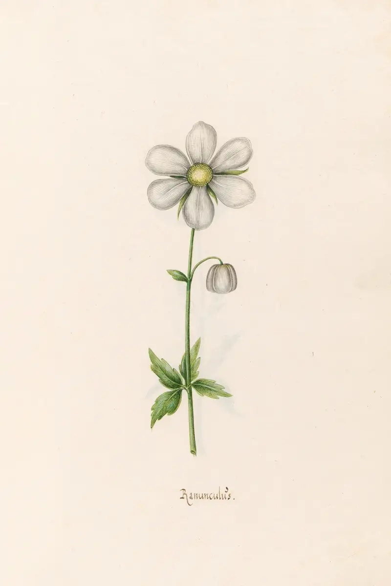 Ranünculüs, 1692 – Nr. 3 von Magdelena Rosina Funck
