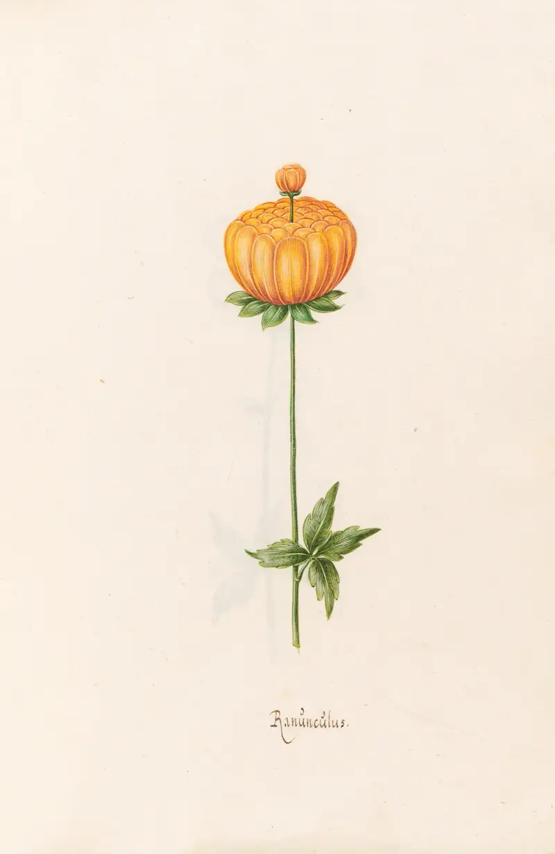 Ranunkel, 1692 – č. 1, Magdelena Rosina Funck