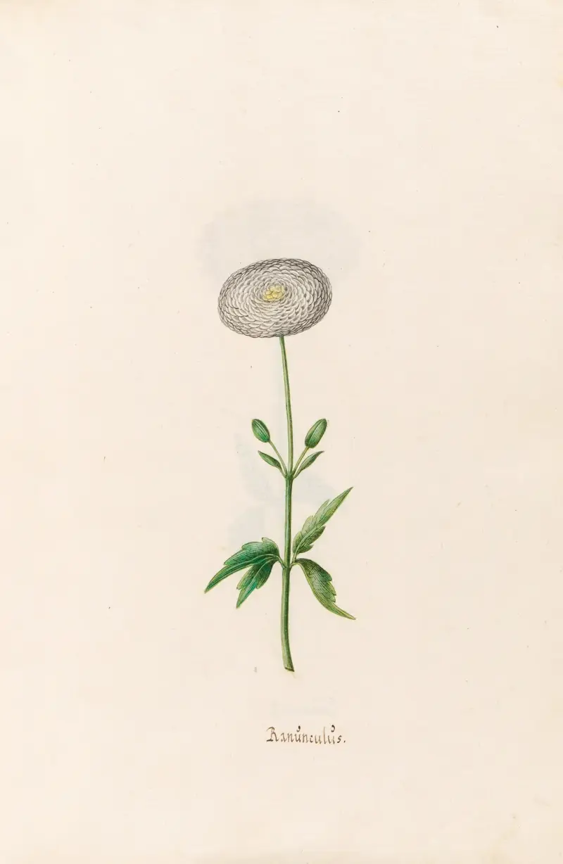 Ranünculüs, 1692 – Nr. 5 von Magdelena Rosina Funck