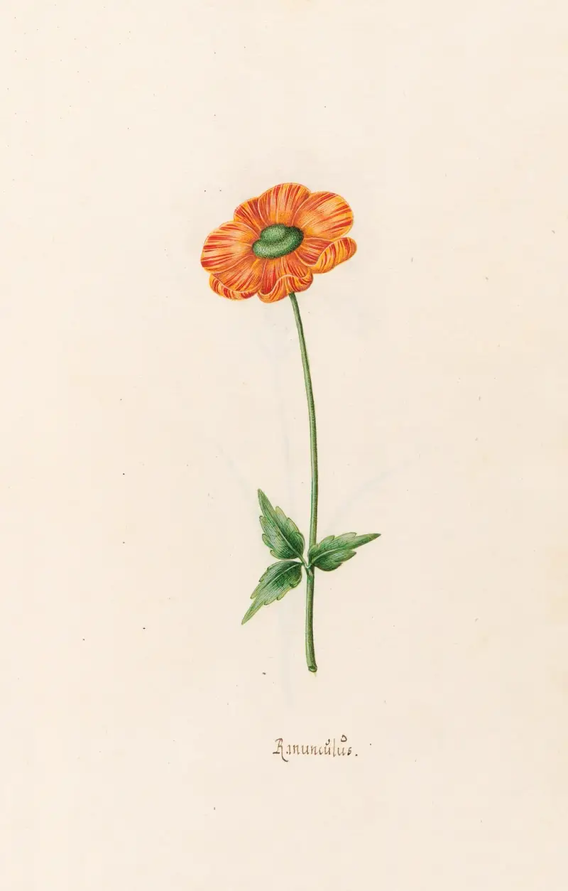 Ranünkel von Magdelena Rosina Funck