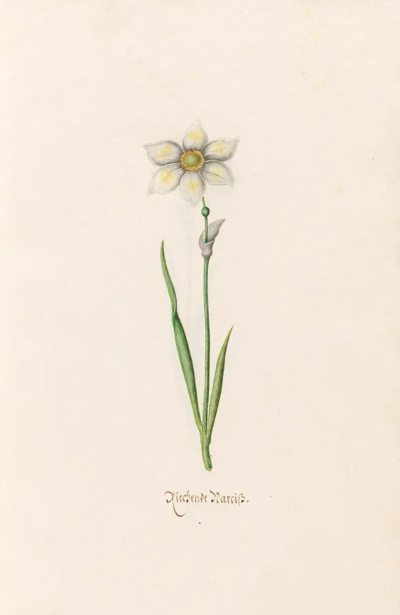 Narcissus i blom av Magdelena Rosina Funck