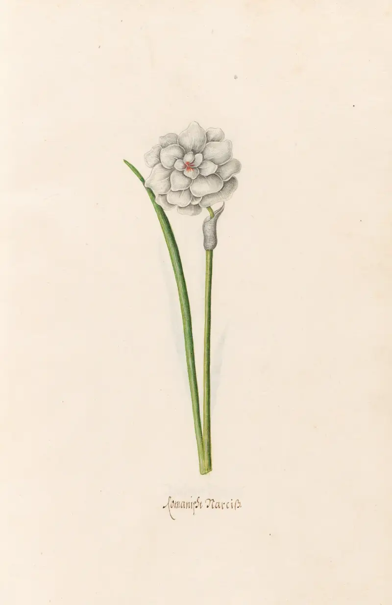 Romanische Narzisse von Magdelena Rosina Funck