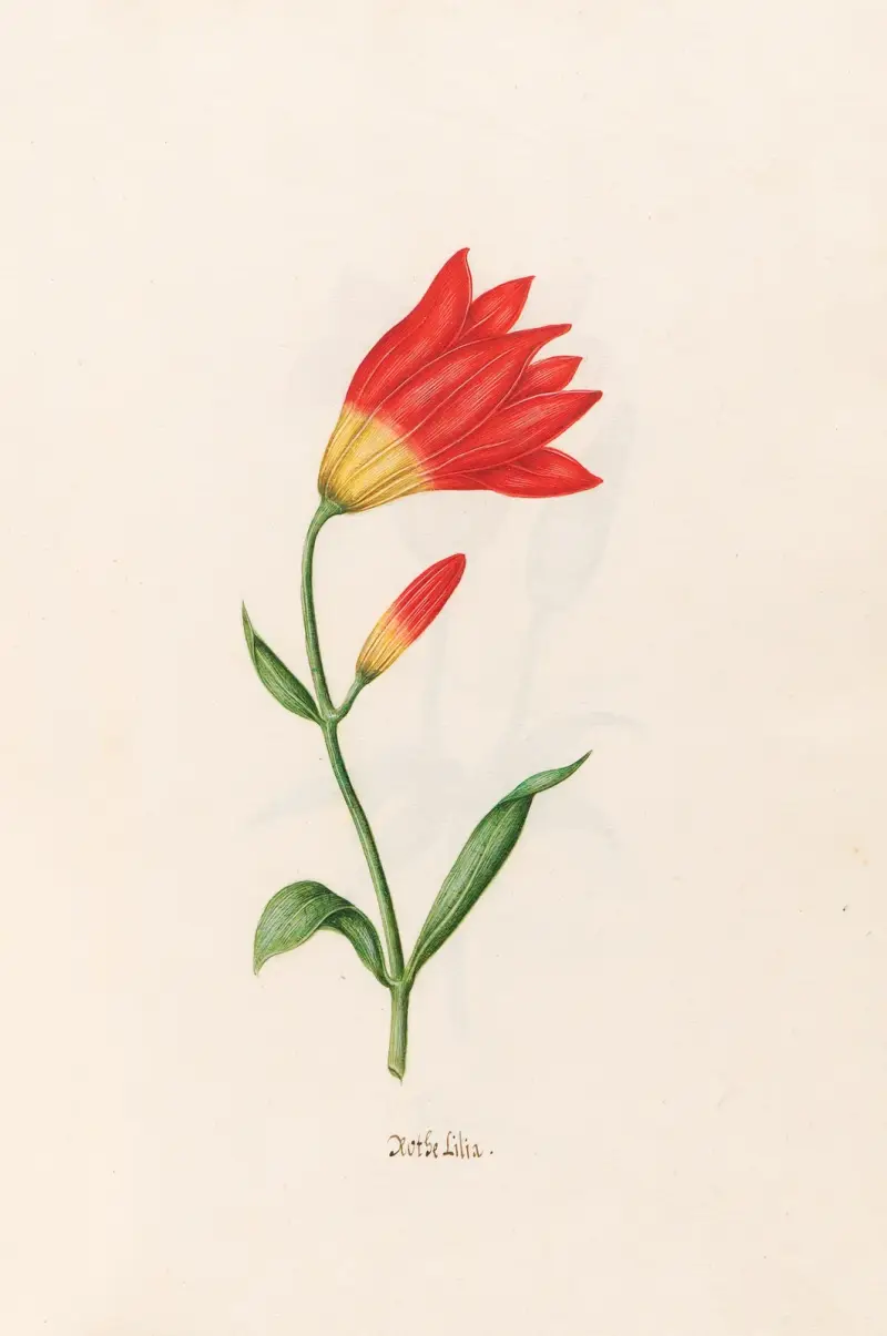 Rote Lilie. [Lilie] von Magdelena Rosina Funck