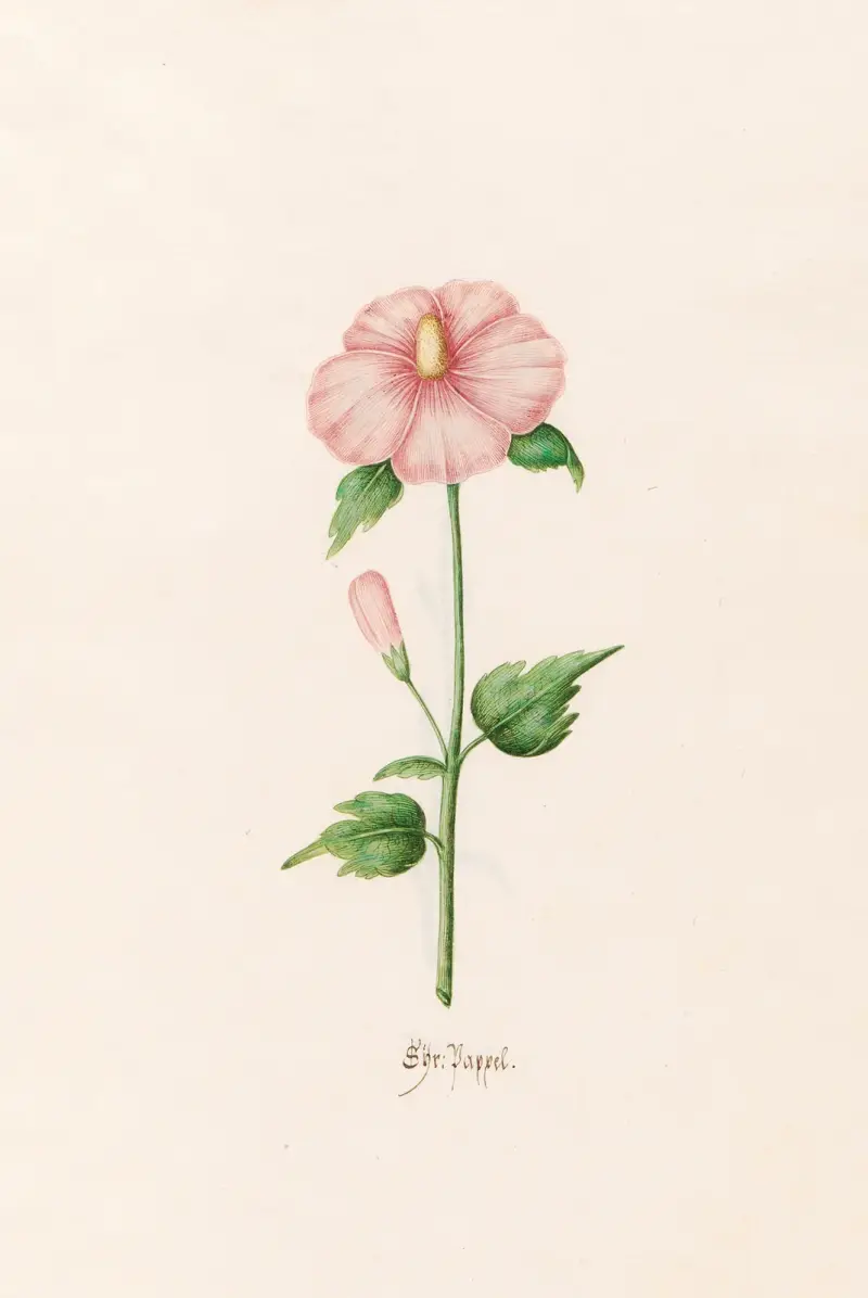 Säuerlicher Ampfer von Magdelena Rosina Funck
