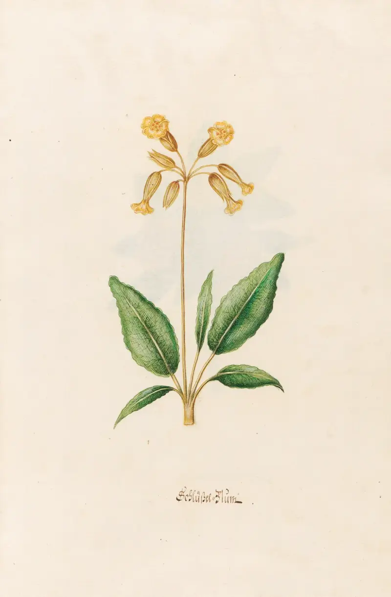 Schlüssel=Blüm von Magdelena Rosina Funck