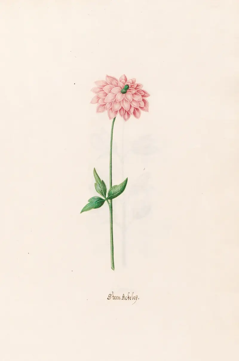 Stern Ackeleÿ, 1692 – Nr. 1 von Magdelena Rosina Funck