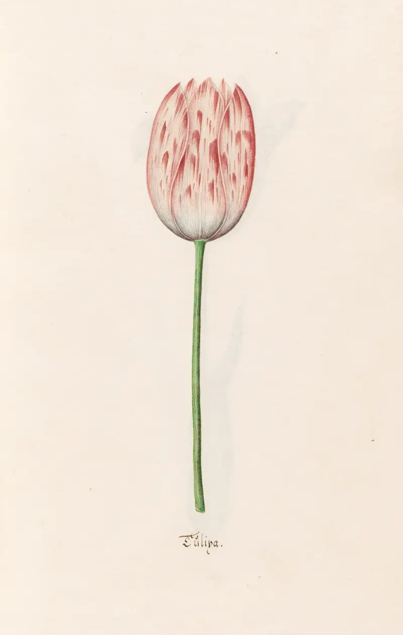 Tulipa, 1692 – nr 2, Magdelena Rosina Funck