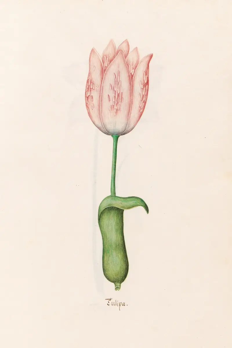Tulipa, Magdelena Rosina Funck