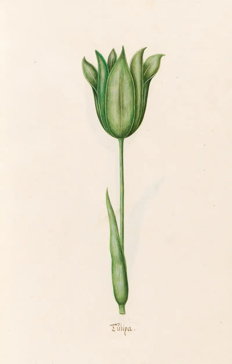 Tülipa, 1692 – Nr. 10 von Magdelena Rosina Funck