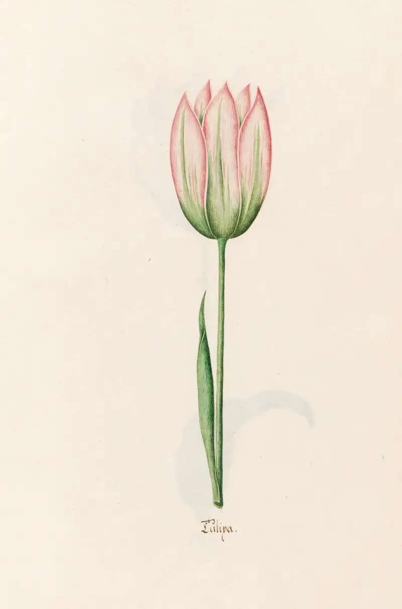 Tülipa, 1692 – Nr. 14 von Magdelena Rosina Funck
