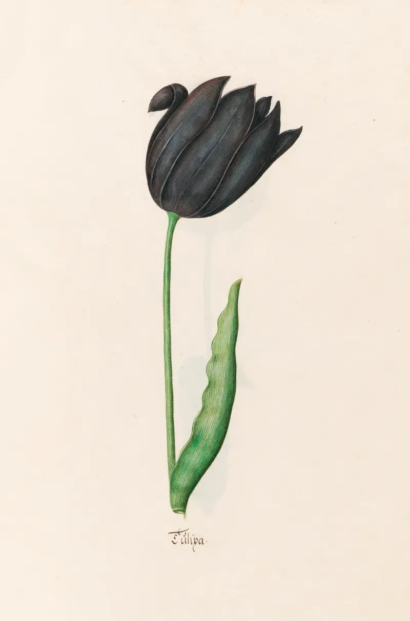 Tulipán, 1692 – č. 14, Magdelena Rosina Funck