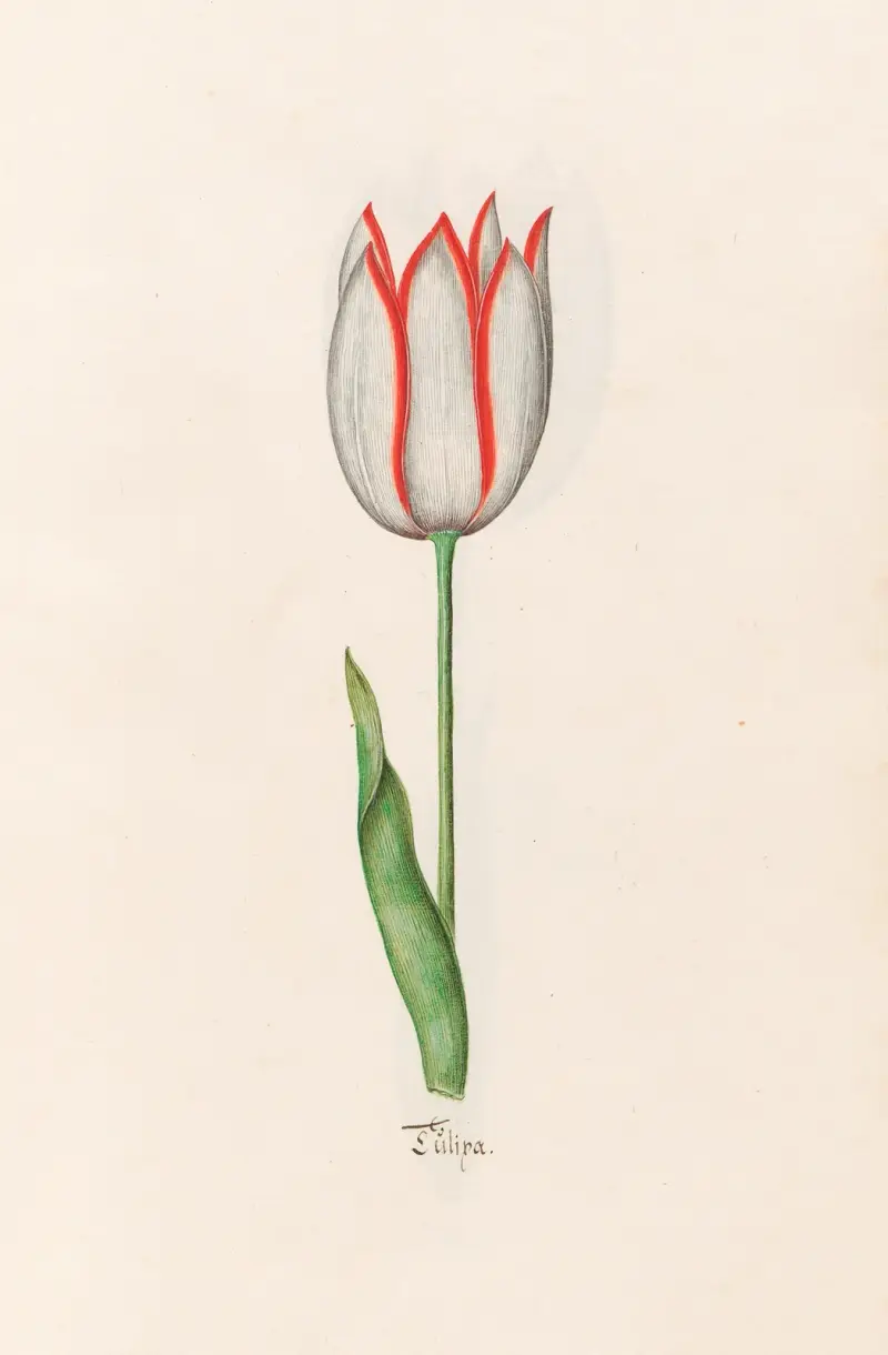 Tülipa, 1692 – Nr. 17 von Magdelena Rosina Funck