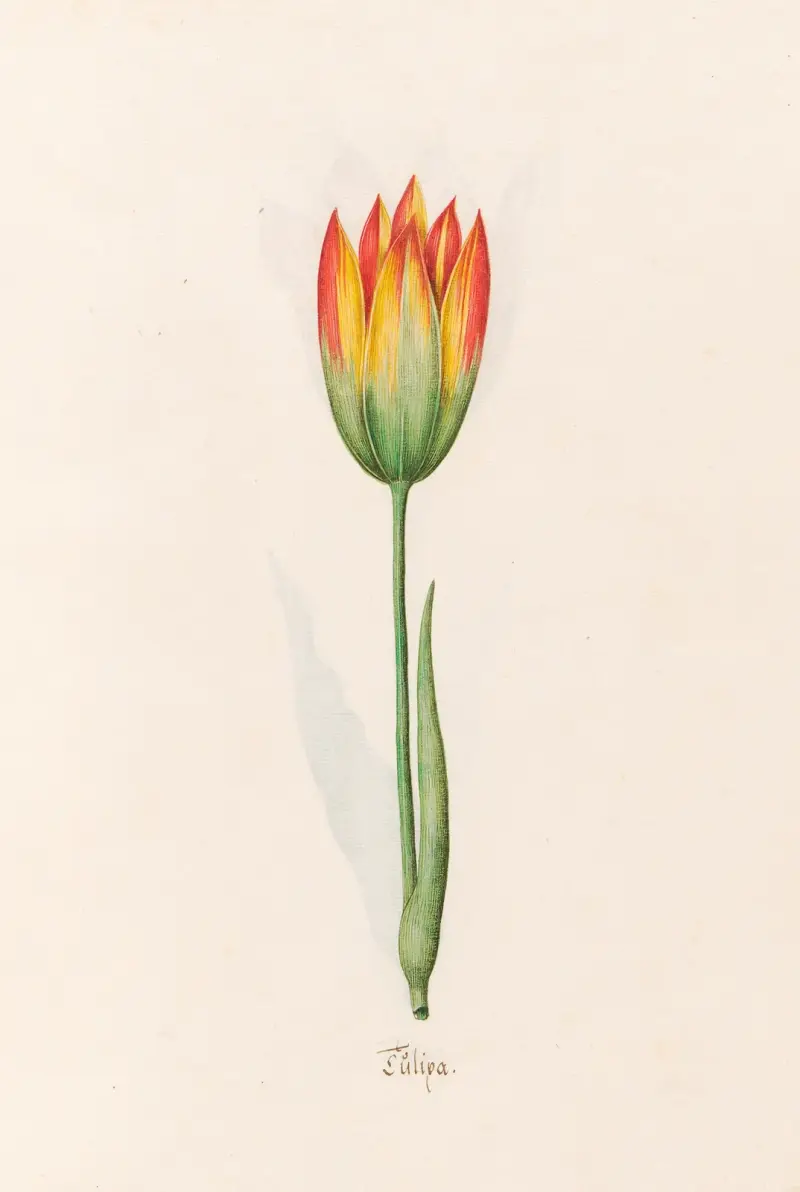 Tülipa, 1692 – Nr. 18 von Magdelena Rosina Funck
